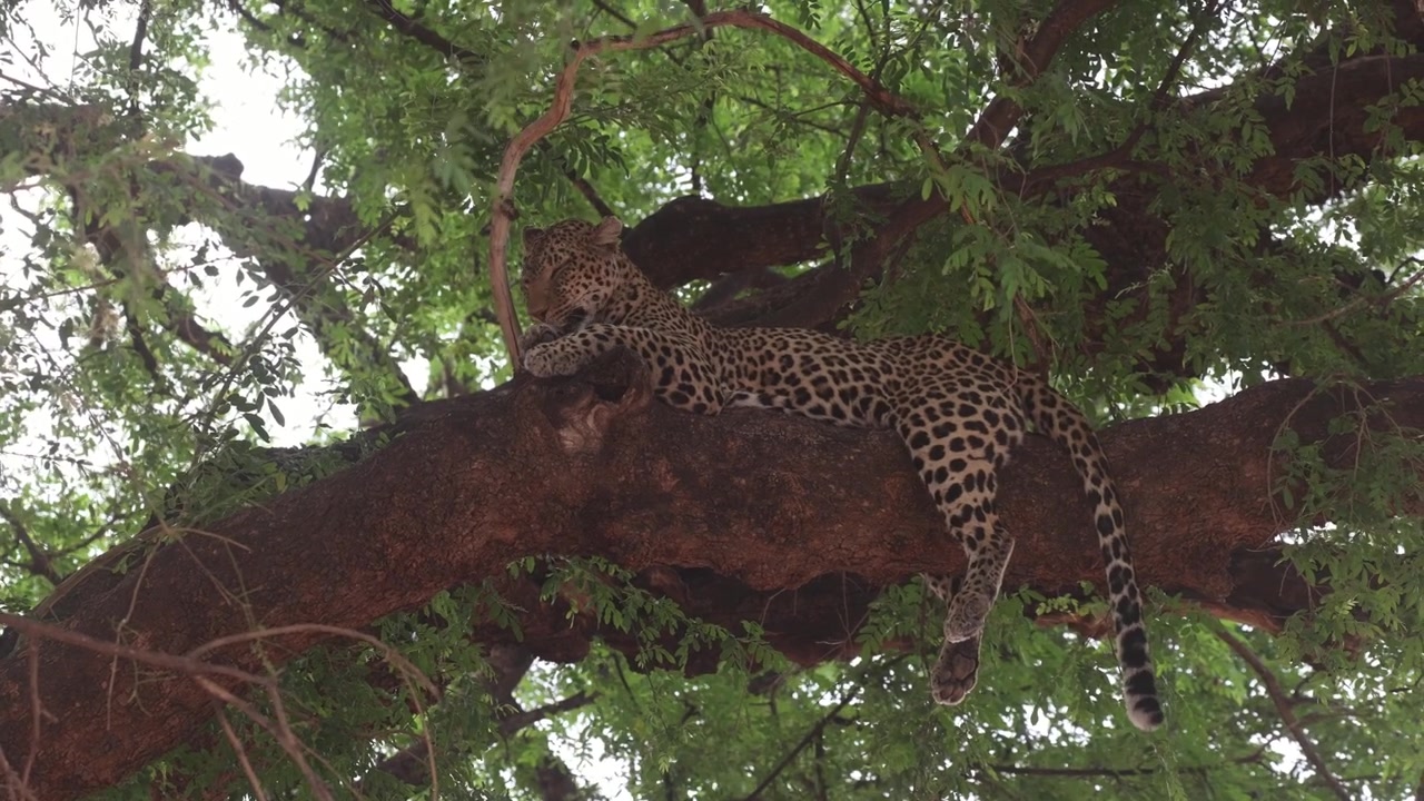 A female leopard lying peacefully on a huge branch high in a tree while licking her paw, Mashatu Game Reserve, Botswana.