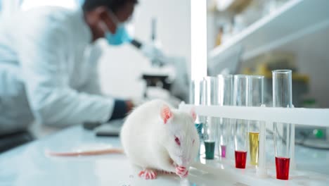 lab rat being observed in a science experiment.