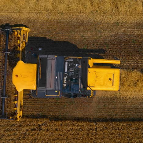 yellow combine is working on the large wheat field. heavy machinery harvests dry ripe wheat. agricultural concept. video from above