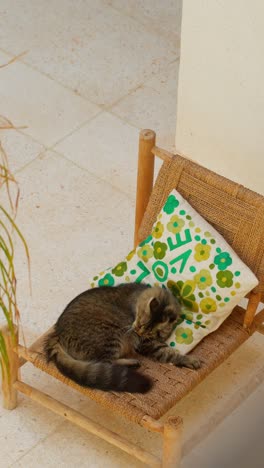 cat resting on cozy chair in marrakesh, serene and relaxing vibe