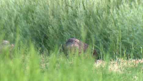 黑熊 (ursus americanus) 吃<unk>果 <unk>熊 (pecari tajacu) 在草地上前行 2016