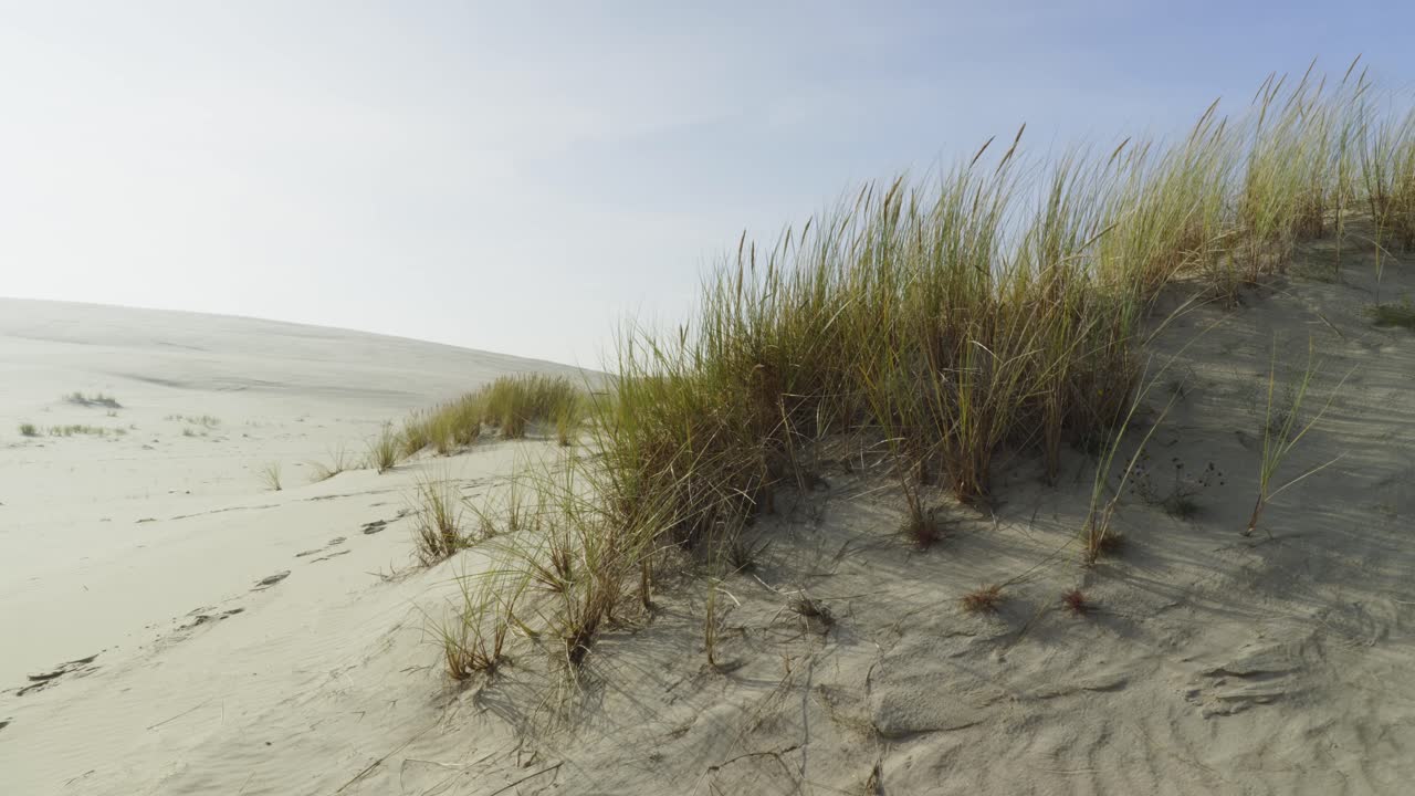 Serene Sand Dunes with Lush Grass