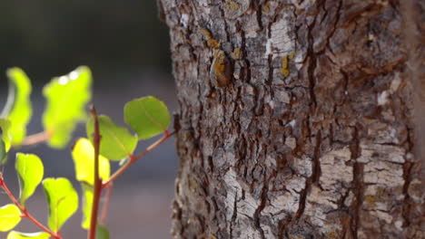 close-up of tree in summer