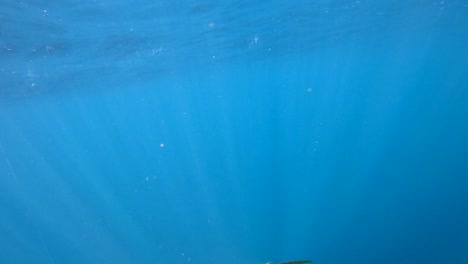 yellowtail fish pulls fishing pole deep into water as it fights angler, glimmering