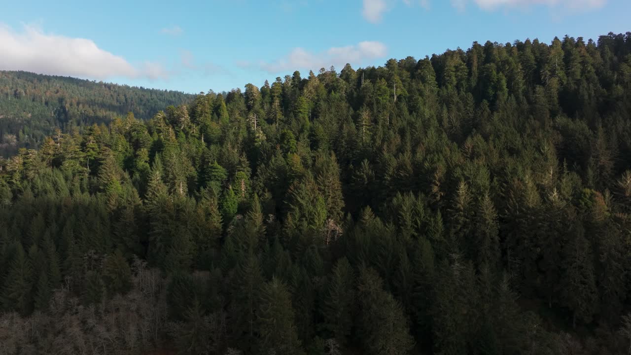 Ripresa aerea con drone che effettua una panoramica sulla foresta del Parco Nazionale di Redwood in California.