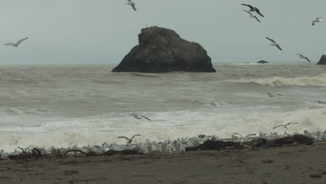 Weitwinkelaufnahme-In-Zeitlupe,-Während-Ein-Schwarm-Möwen-Am-Strand-Landet