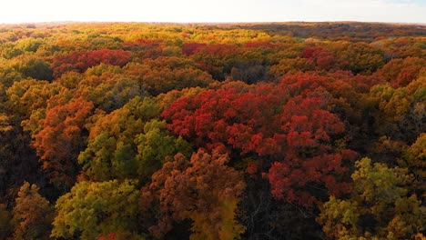 low-drone-right-flight-over-autumn-trees-Illinois-4k