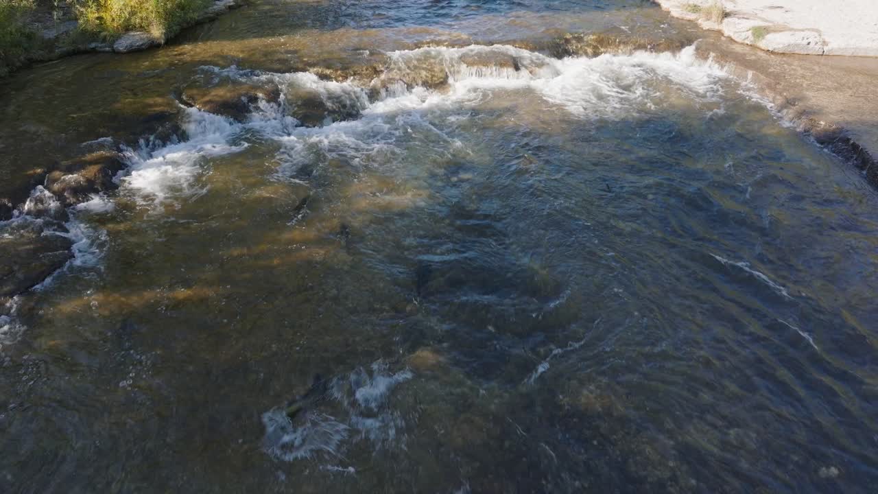 Salmon swim upstream in a shallow river during their migration, fighting against the current