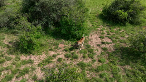 A-lone-lioness-walks-under-shade-out-of-sun-in-the-grasslands-of-Uganda,-Africa