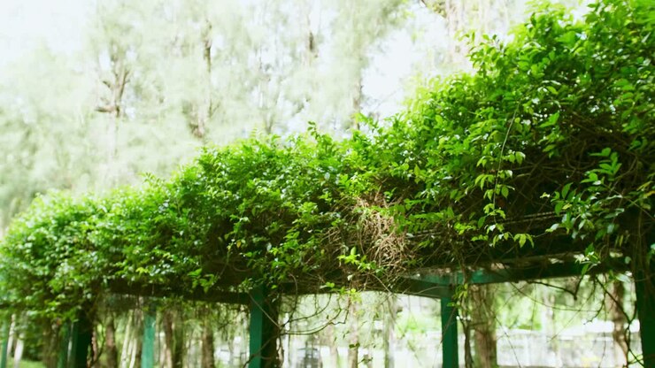 плющ - красивая естественная структура кустарника