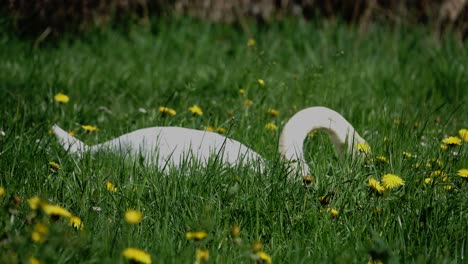 Schwan-Frisst-Gras-In-Grün