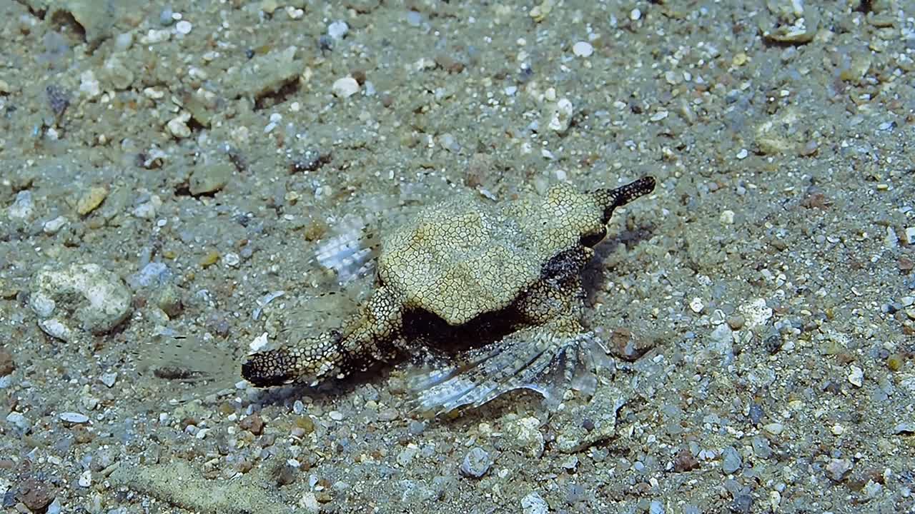 바다 바닥 바로 위에 헤엄치는 이상하게 보이는 열대 물고기입니다.