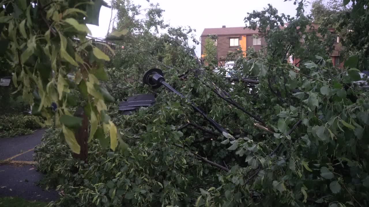 slow motion footage in the evening from the side of a fallen tree on a car after a thunderstorm in Ottawa, Ontario