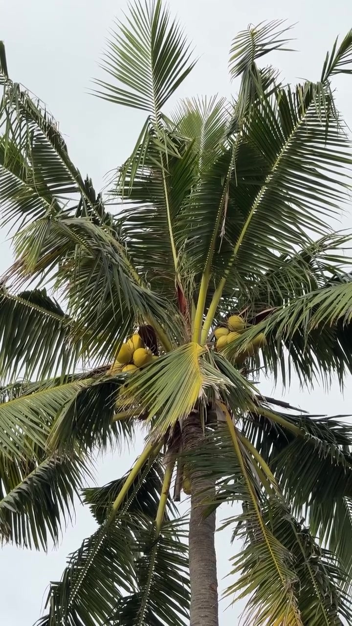 Coconut Palm Tree Swaying in the Wind