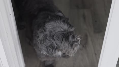 black dog wanting to go outside