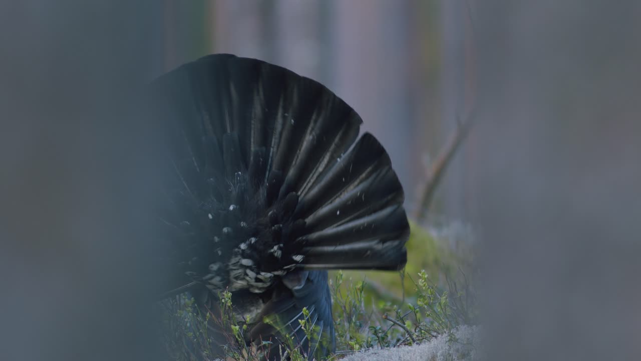 남성 서부 캐퍼케일리 (western capercaillie) 는 렉 (lek) 지역에서 렉킹 (lekking) 계절에 소나무 숲에서 아침 빛에 가까이 서식합니다.