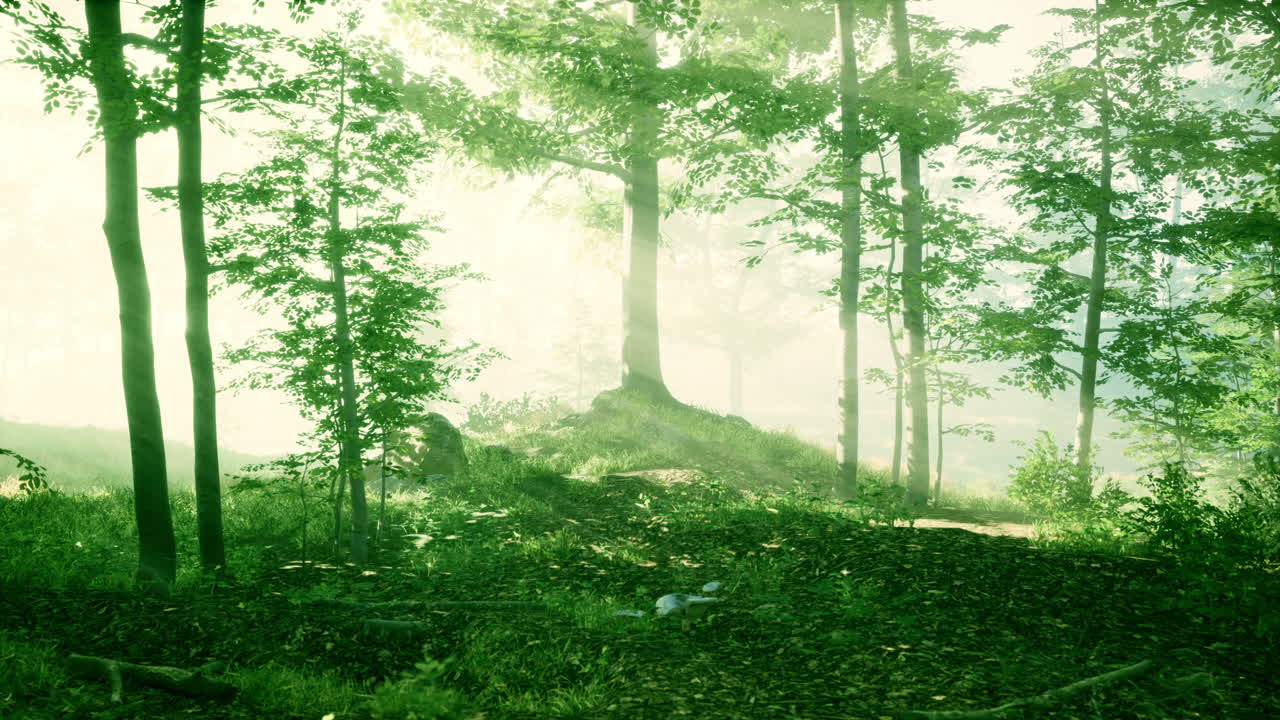 황금색  ⁇ 빛 에 비춰진 숲 에 있는 나무 들