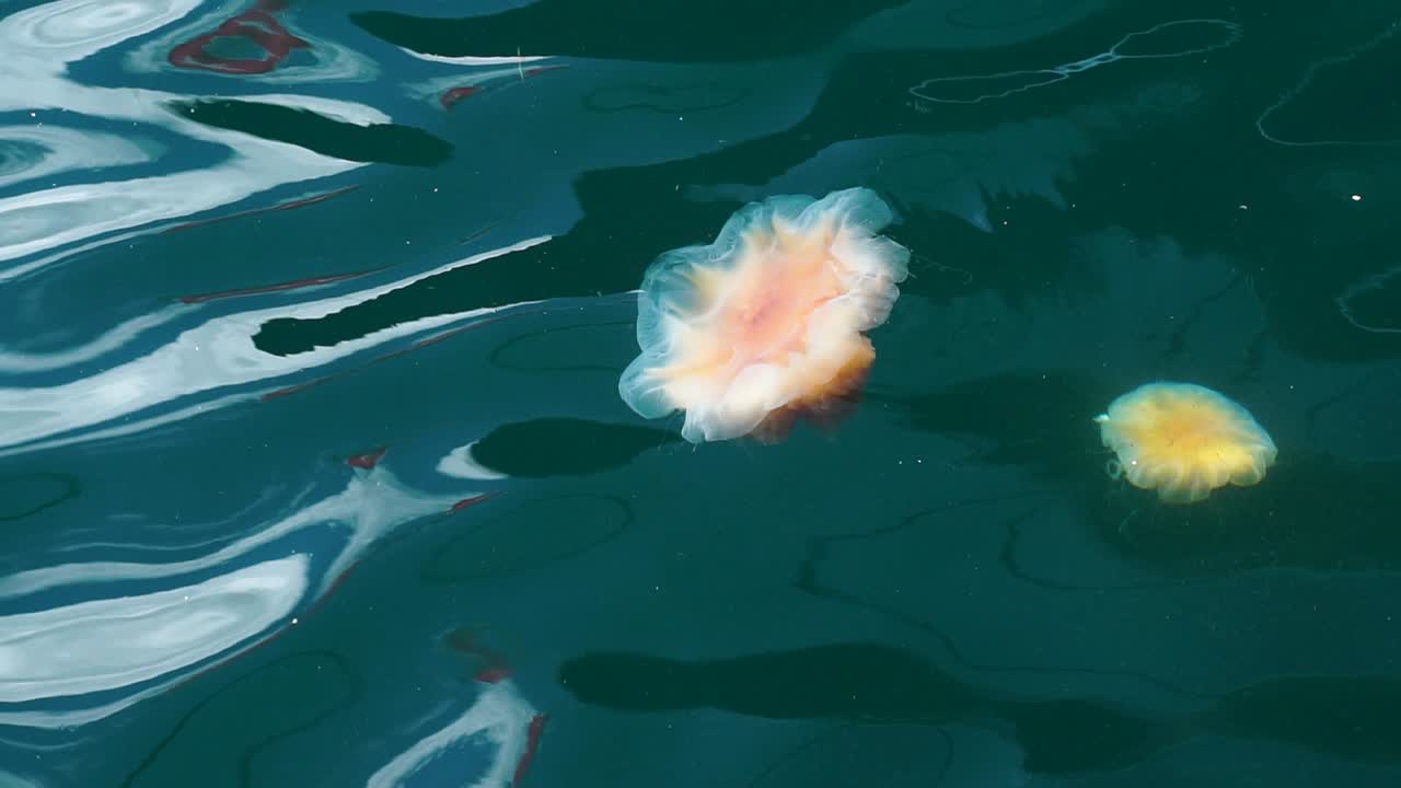 Orange manet med långa trådar i klart blått vatten vid hamnen i Stavanger Norge