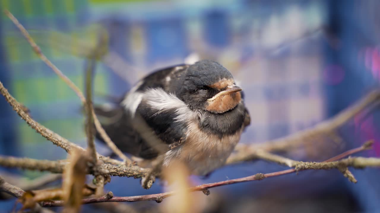 Feeding a flightless chick barn swallow, close up, selective focus