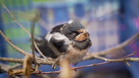 feeding a flightless chick barn swallow, close up, selective focus