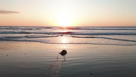 sea turtle in front of sunset