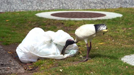 Ibis-Blanco-Australiano,-Threskiornis-Molucca-Conocido-Como-Pollo-Bin-Hurgando-En-La-Basura,-Hurgando-En-La-Basura-Arrojada-Por-Humanos-En-El-Parque,-Desechos-Plásticos,-Destrucción-Del-Ecosistema,-Queensland