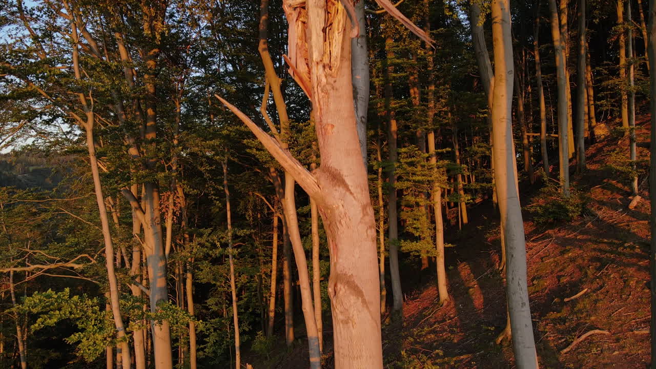un sobrevuelo junto a un tronco de árbol agrietado que se encuentra en el borde de un bosque durante la puesta de sol