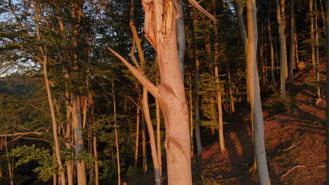 Un-Sobrevuelo-Junto-A-Un-Tronco-De-árbol-Agrietado-Que-Se-Encuentra-En-El-Borde-De-Un-Bosque-Durante-La-Puesta-De-Sol