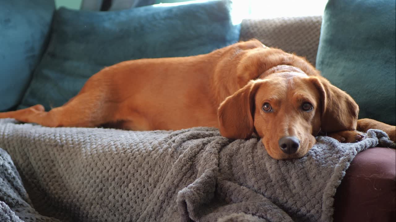 붉은 오렌지색으로 코팅된 세르비안 하운드 애완견이 청록색과 회색 소파에 누워 귀와 눈이 카메라를 보며 경련을 일으키며 휴식을 취했습니다.