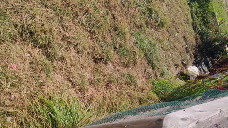pato caminando sobre la hierba seca cerca de una valla en un entorno al aire libre soleado