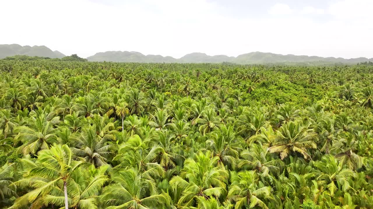 Coconut Palm Tree plantation in Siargao Island, Philippines. Aerial over the trees.