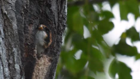 El-Falconet-De-Muslo-Negro-Es-Una-De-Las-Aves-Rapaces-Más-Pequeñas-Que-Se-Encuentran-En-Los-Bosques-De-Algunos-Países-De-Asia