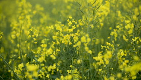 A-field-of-rapeseed-on-a-farm-in-Northern-Ireland