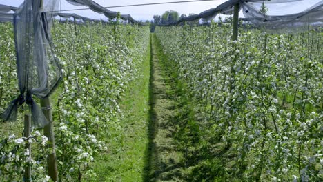 Wide shot of an apple plantation at lake constance in Germany