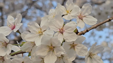 Primer-Plano-De-Flores-De-Cerezo-Blancas-Durante-La-Primavera-En-Corea-Del-Sur