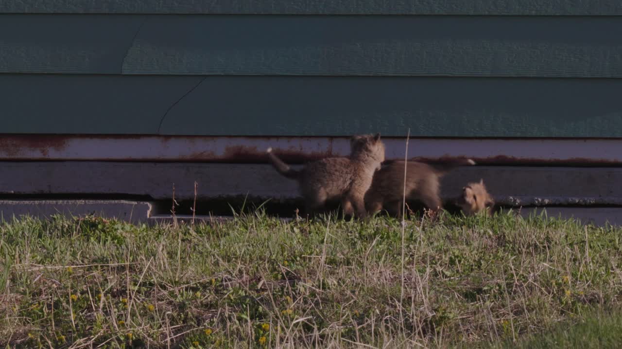 Playful fox kits explore and romp beneath a building-turned-den, showcasing the beauty and resilience of wildlife in a charming display of curiosity and grace