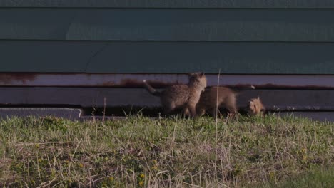 playful fox kits explore and romp beneath a building-turned-den, showcasing the beauty and resilience of wildlife in a charming display of curiosity and grace