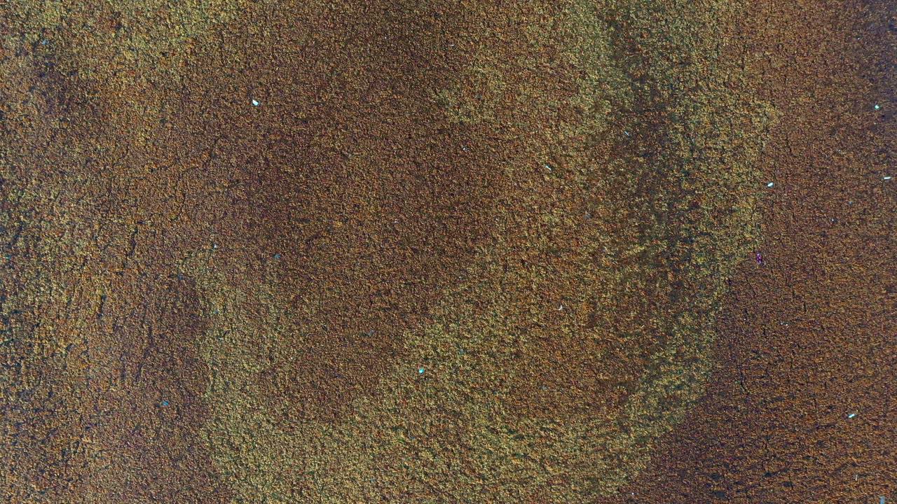 toma de drones de algas sargasso llenando todo el marco ondeando en las olas del océano