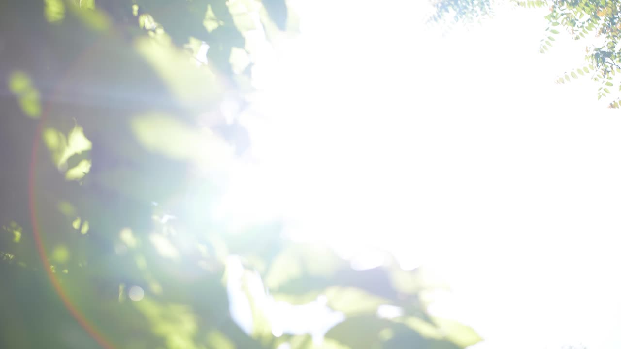 밝은  ⁇ 빛으로 빛나는 활기찬 초록색 잎사귀의 천천히 드러나는 클로즈업  ⁇