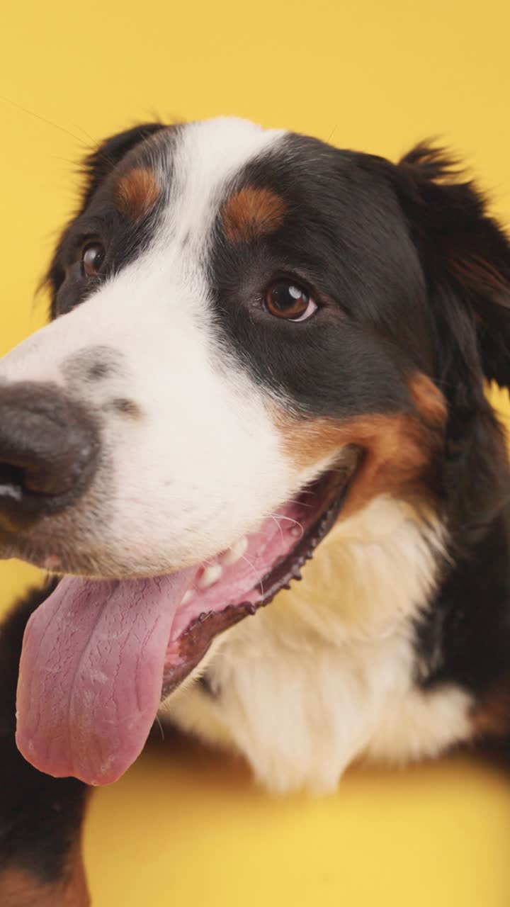 Bernese Mountain Dog Portrait