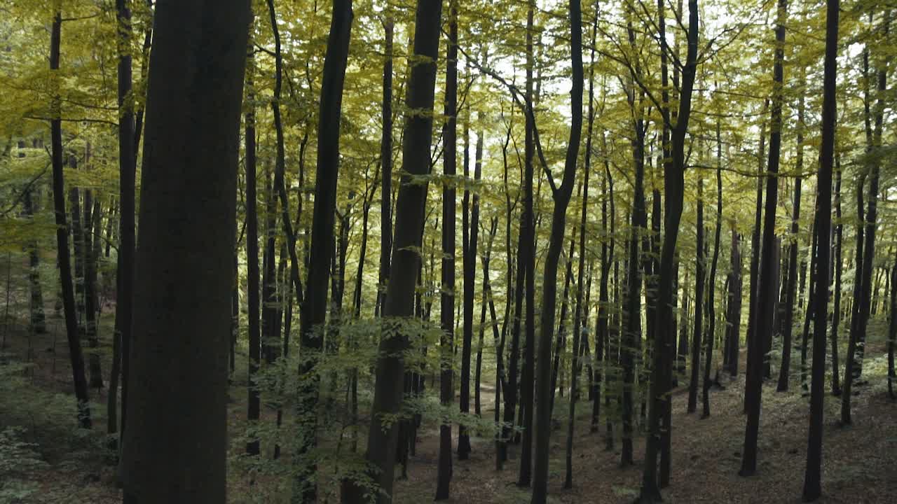 naturaleza en el bosque