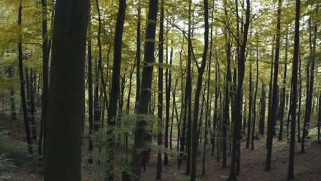 naturaleza en el bosque