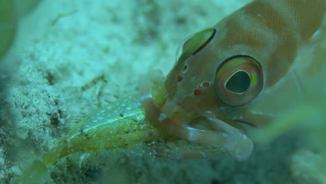 Unglaubliche-Nahaufnahme-Eines-Zackenbarsches,-Der-Darum-Kämpft,-Einen-Anderen-Fisch-Zu-Verschlingen