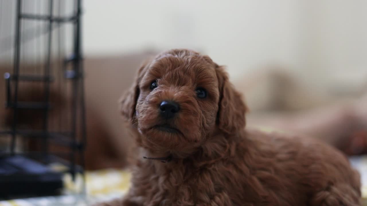 adorable carita de lindo cachorro goldendoodle