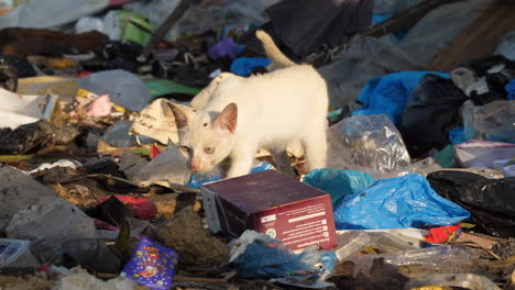 cat walking through garbage on the street with lots of flies around