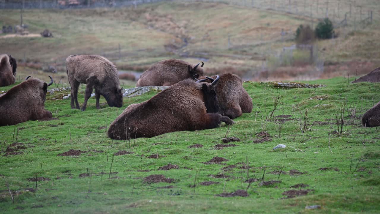 manada de bisontes europeos pastando y descansando en la cima de la colina