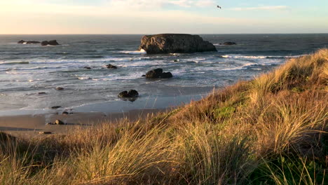 camera tilting up from grass swaying in wind, revealing beautiful beach and rocks at bandon beach in southern oregon