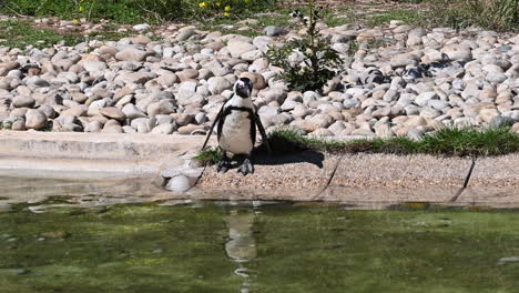 a penguin dives into the water of a pool in a french zoo