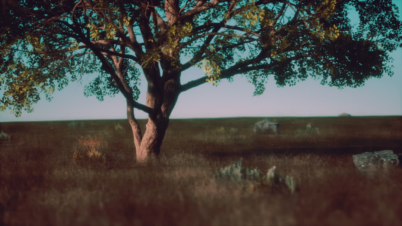 아름다운 큰 나무 가 있는 아프리카 풍경