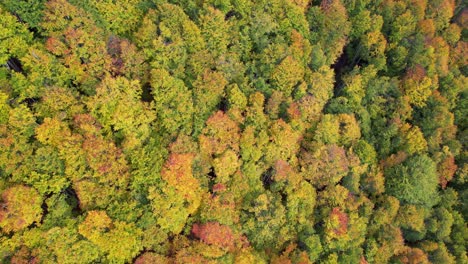 Colorful-foliage-of-wild-forest-in-Autumn-with-golden,-yellow,-and-red-leaves